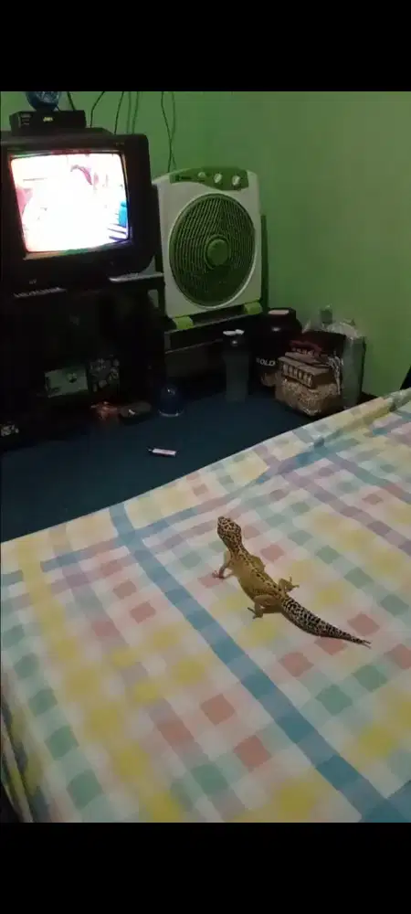 Dijual gecko dan aquarium