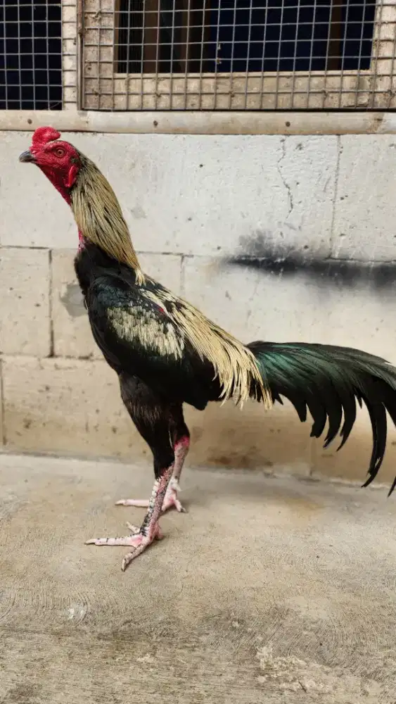 Ayam bangkok pamangon kuda lari super bervideo