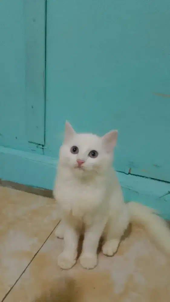 Kucing Persia medium muchkin