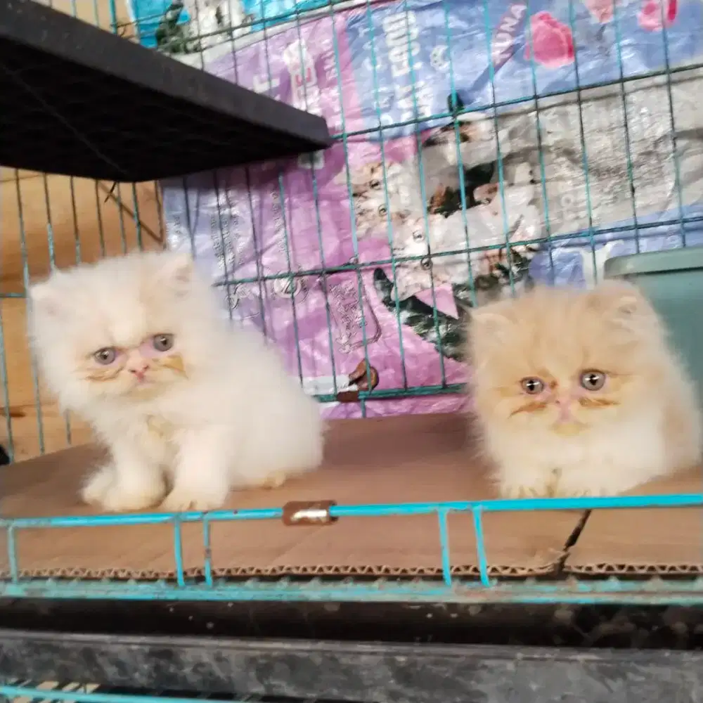 Kitten Persian pesek