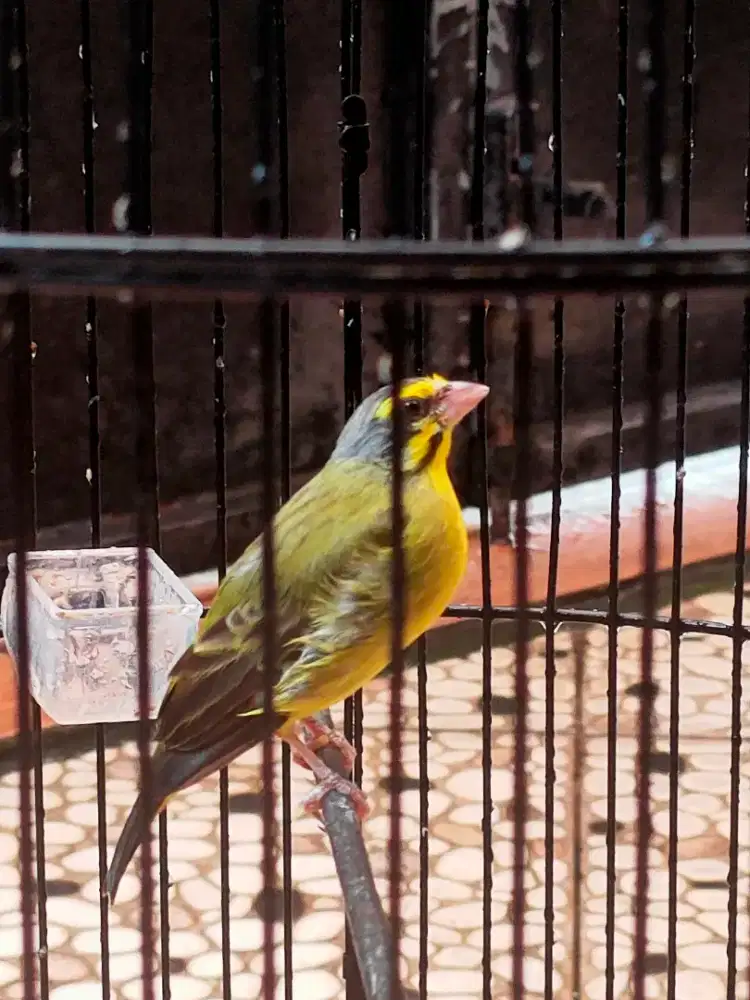 Mozambik gacor jinak