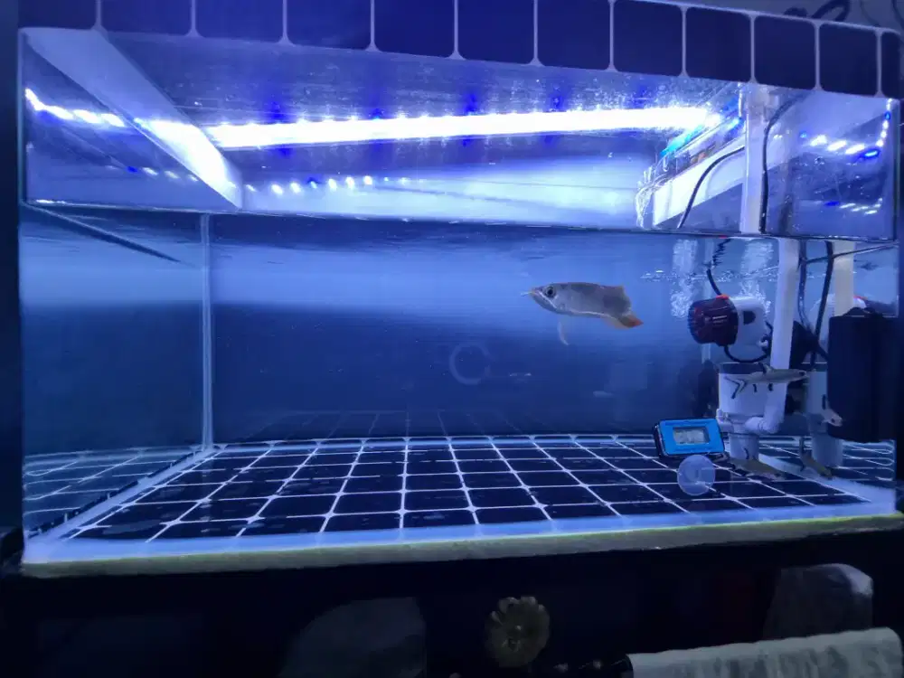 Arwana super red size 15cm chip÷sertifikat