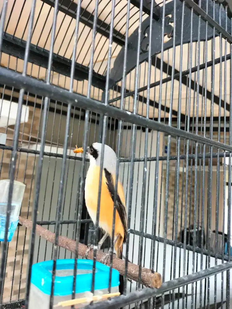 Burung Cendet / Pentet