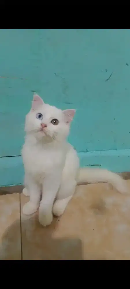 Kucing Persia Medium muchkin