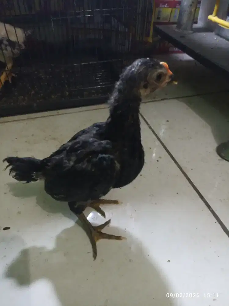 Ayam Ko Shamo anakan