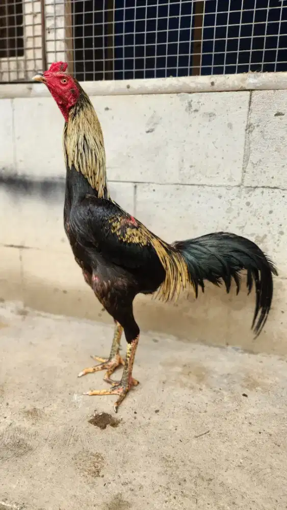 Ayam bangkok mangon super t3mbak tampar ker4s jalu super