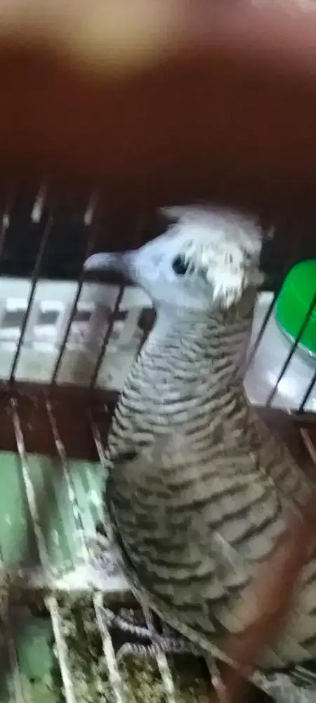 Perkutut songgo ratu jantan