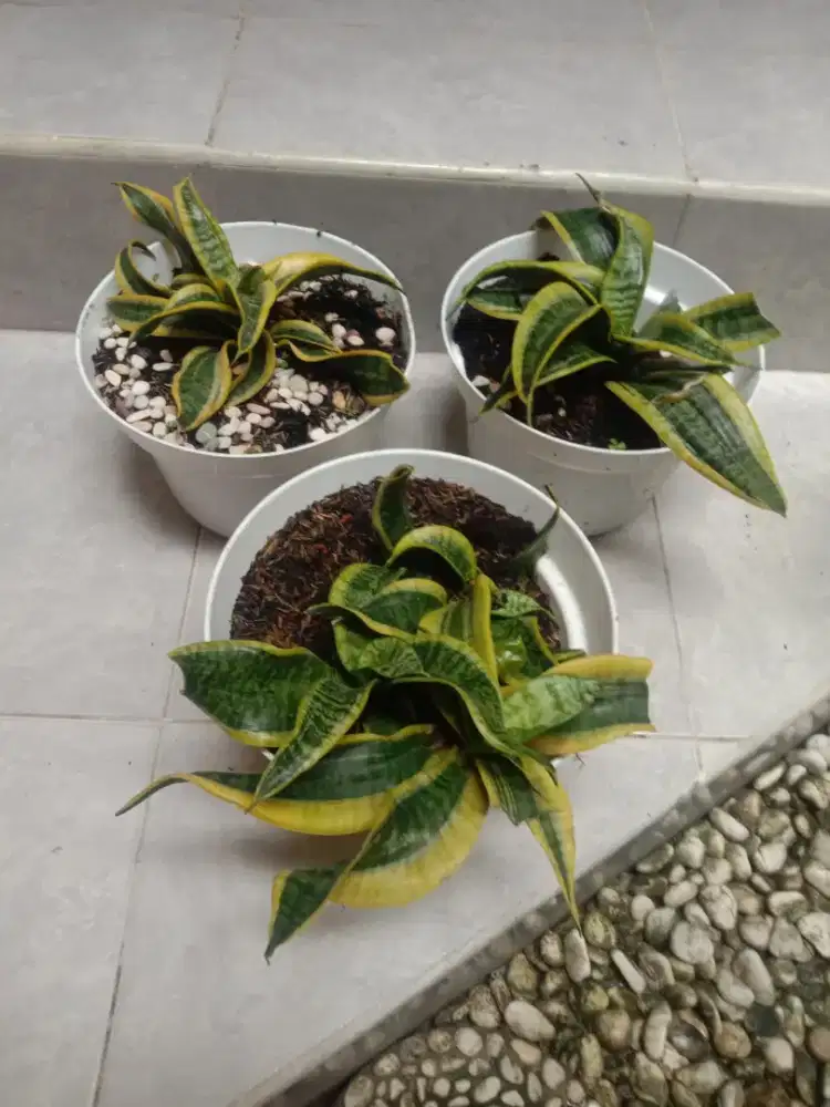 Tanaman Hias Sansivera Twitter