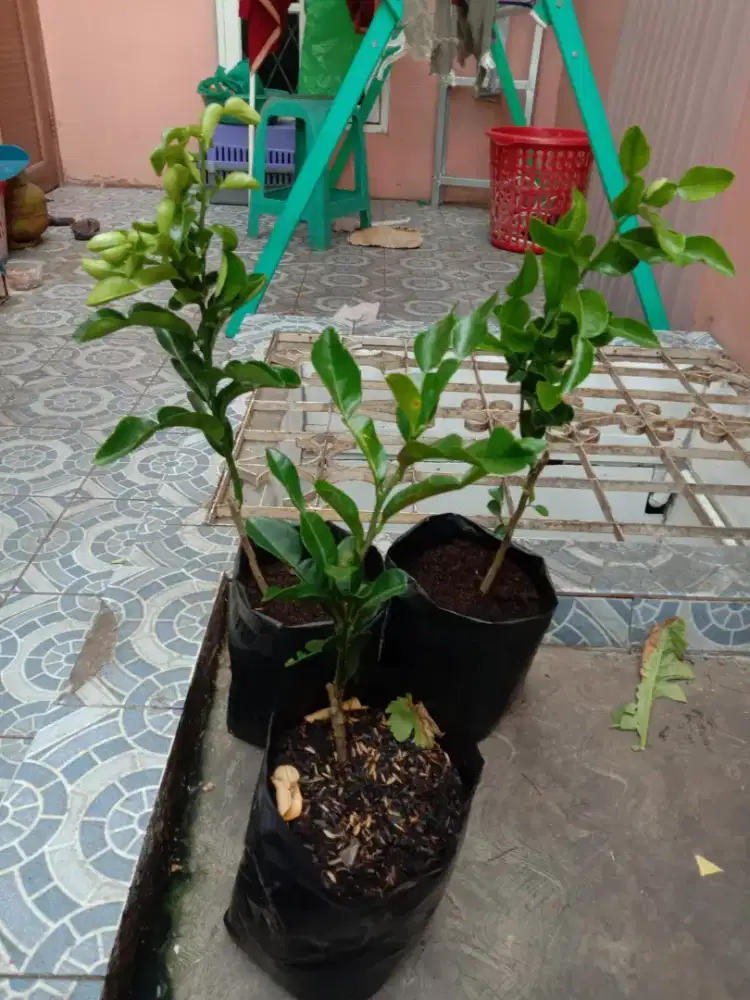 Tanaman Daun Jeruk Purut