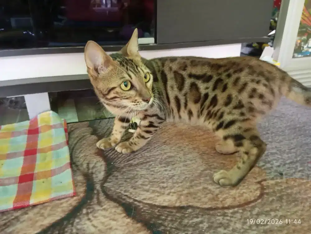 kucing ras betina 6 bulan