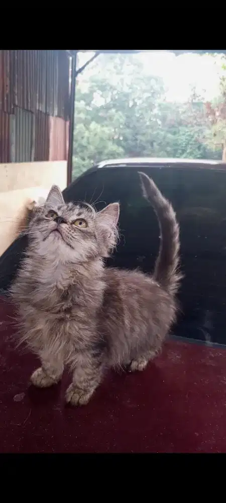 Kucing Persia gen munckin