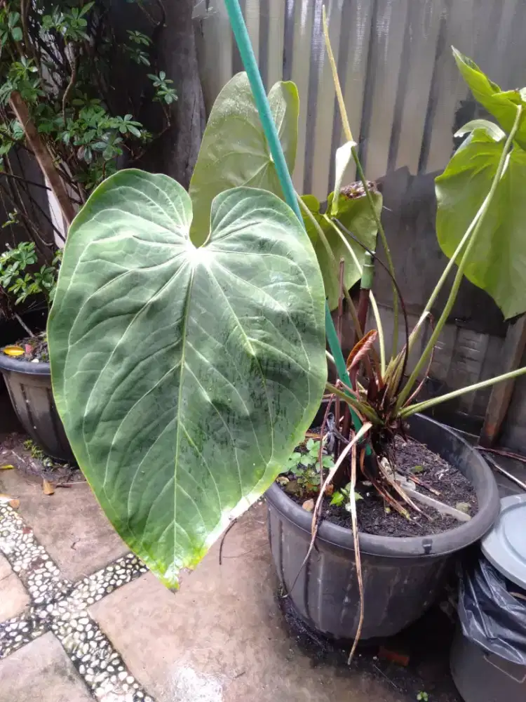 Tanaman kuping gajah jumbo