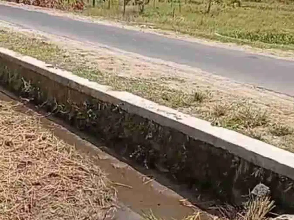 Dijual sawah kuning di duwet wonosari klaten