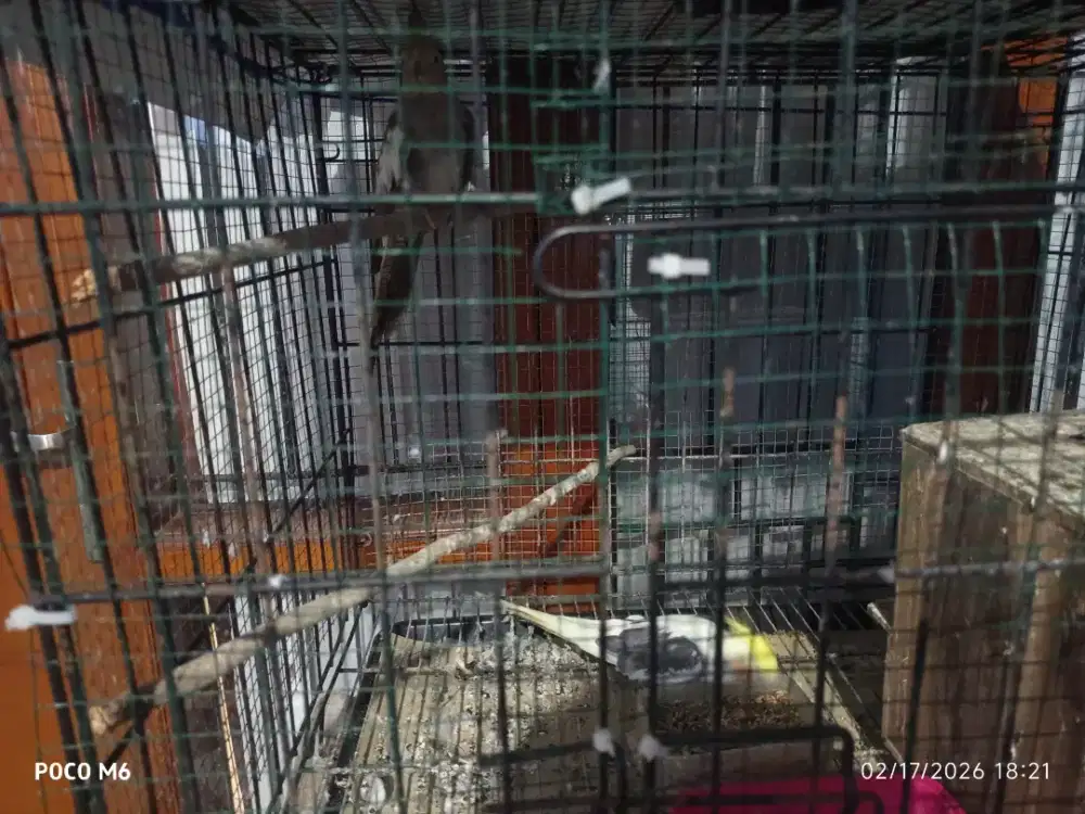 Burung Parkit Australia