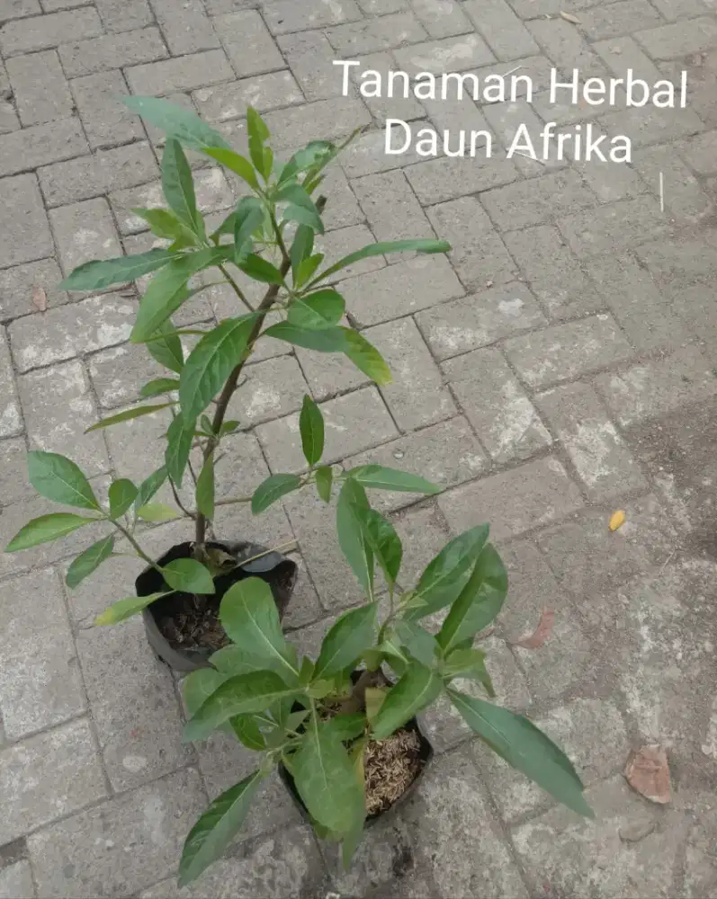 Tanaman Herbal Daun Afrika