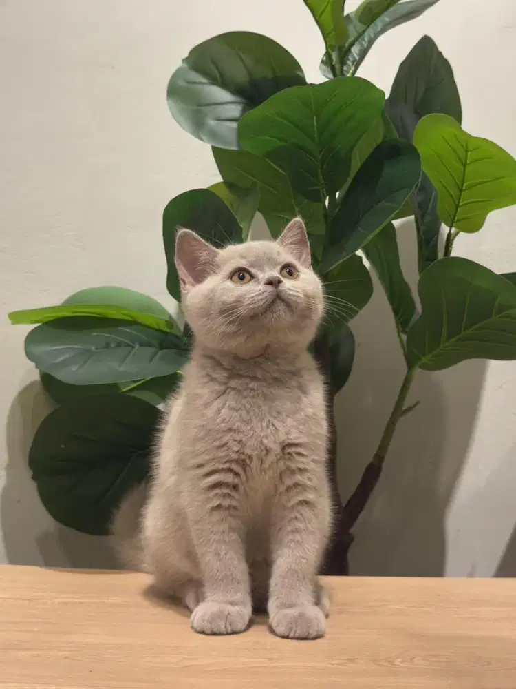 BSH LILAC NON PED (PARENT PED WCF)