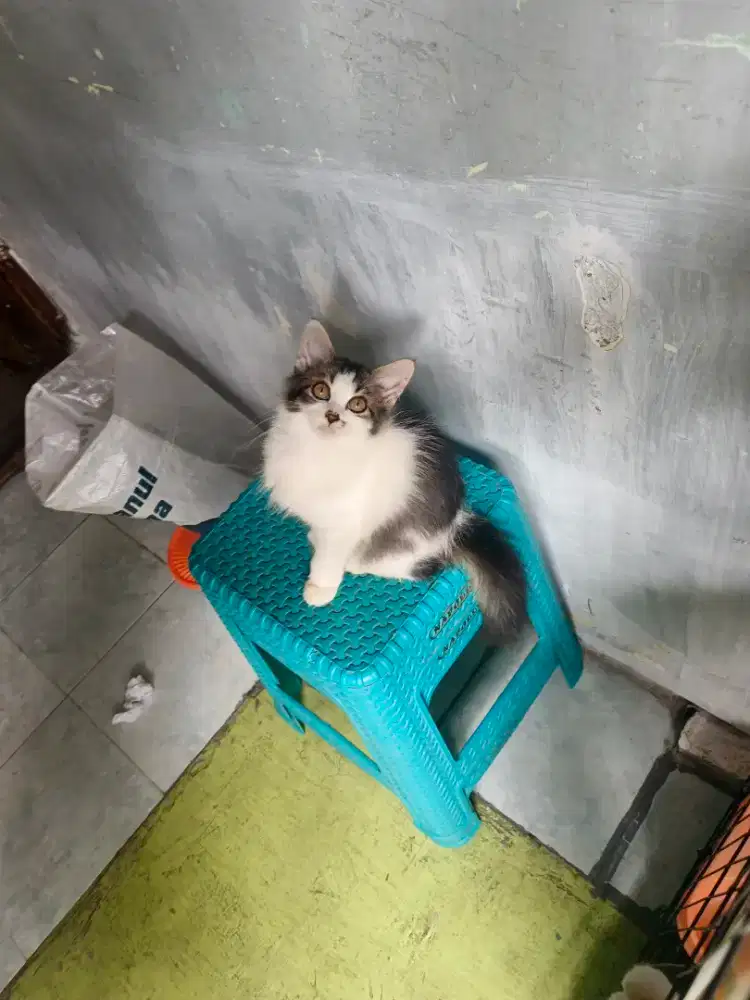 Persia betina 3 bulan