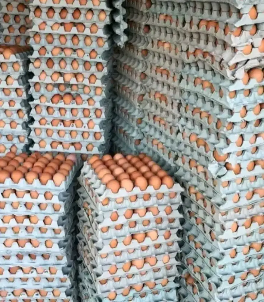 Telur Ayam Negri Tanggung Harga Per ikat