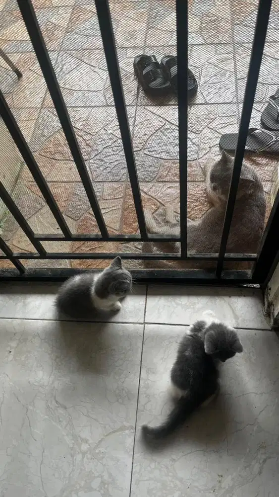 Kitten BSH Bicolor Betina 3 bulan