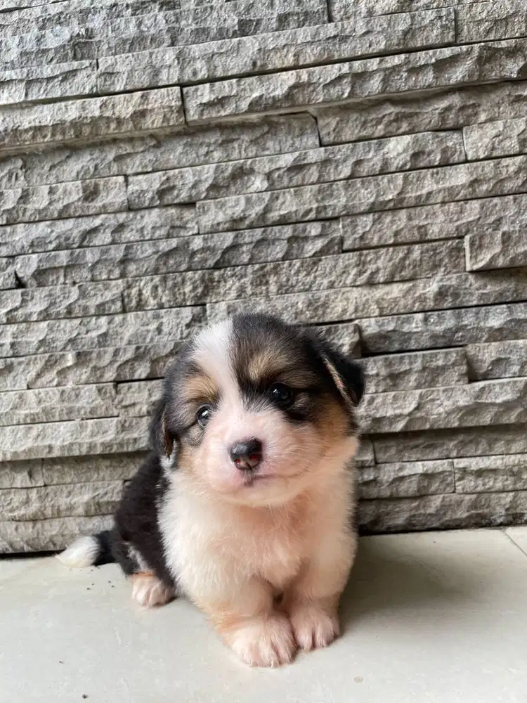 Open Book Pretty Smile Female Tricolor Fluffy Corgi Superior Quality
