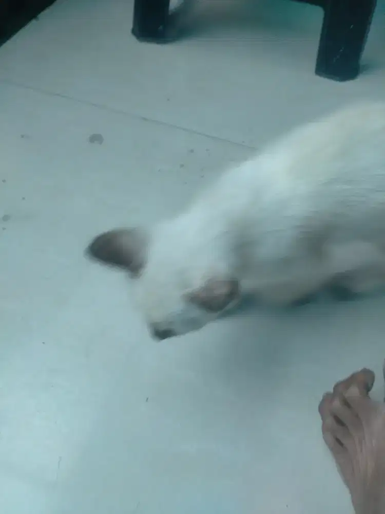 Kucing anakan Himalaya