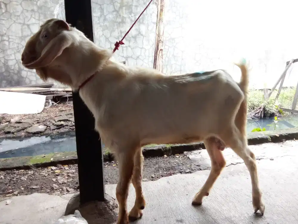 melayani paket aqiqoh murah