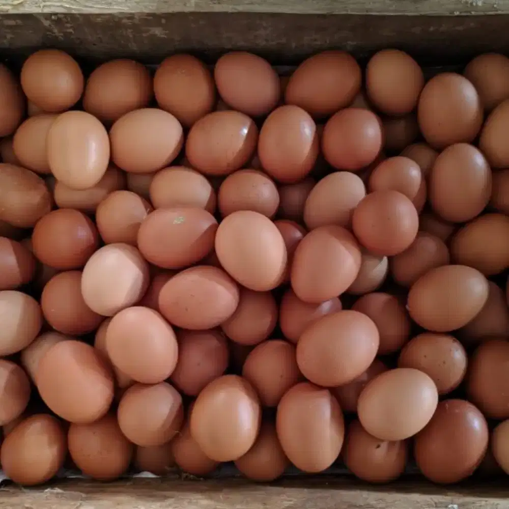 Telur Ayam Negri Besar Harga Per Ikat