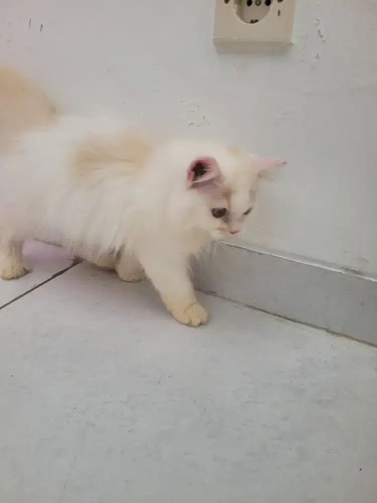 Anakan persia longhair