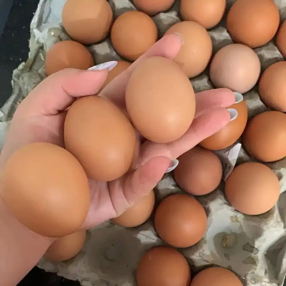 Telur Ayam Negri Super Harga Per ikat