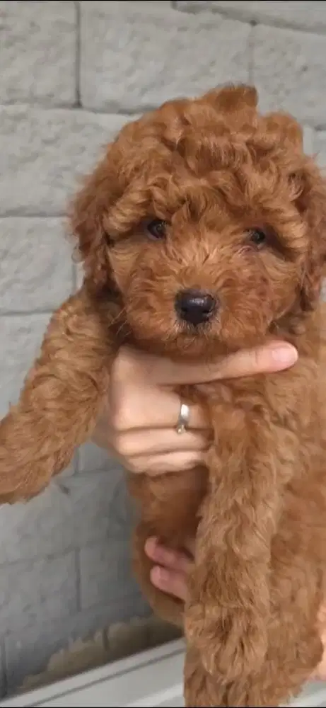 Anjing Puddle Betina dan Jantan Stanbum Vaksin Obat Cacing Bulu Lebat