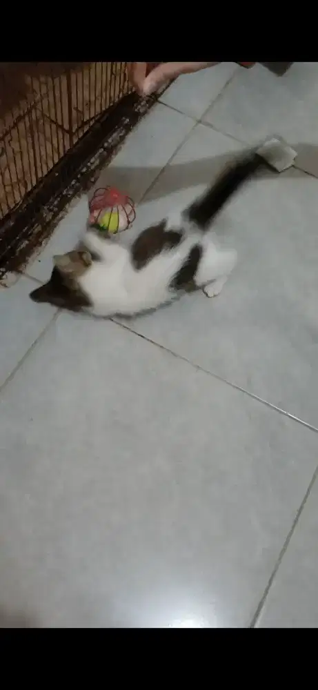 Anak Kucing Mix Dom