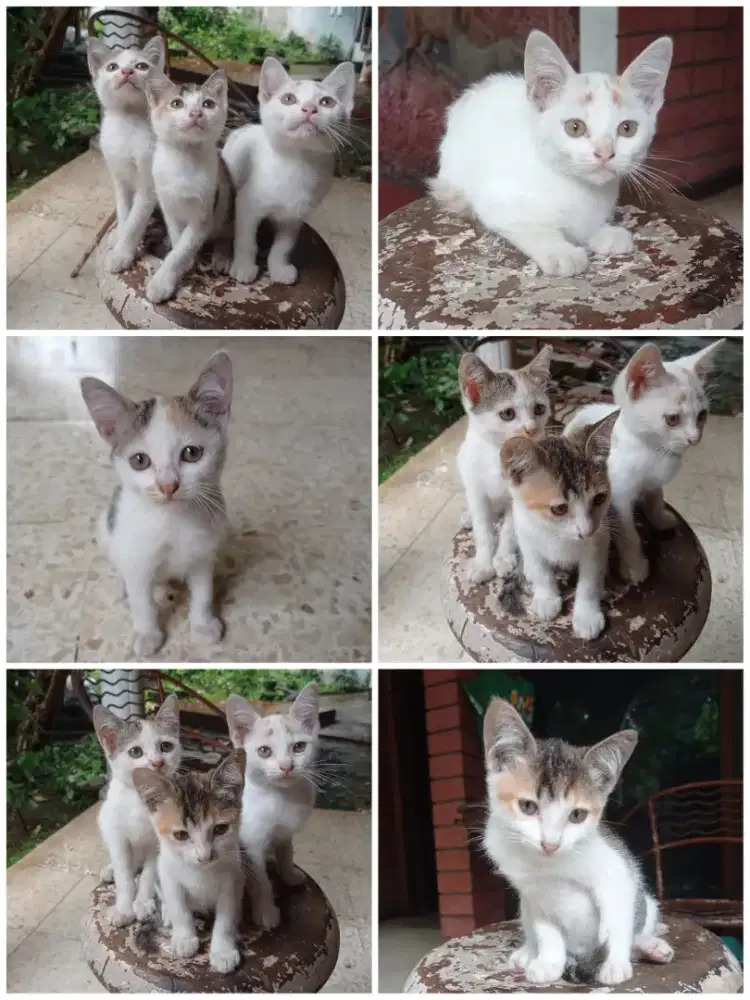 Free / Gratis / Adopsi Anak Kucing ( Lucu Sehat Lincah Terawat )