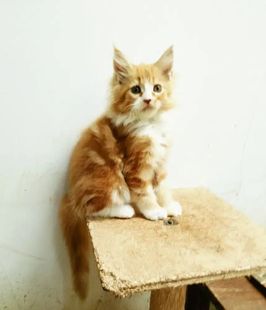 Kitten mainecoon Betina pure No mix. Induk Ped Cfa Mainebcoon