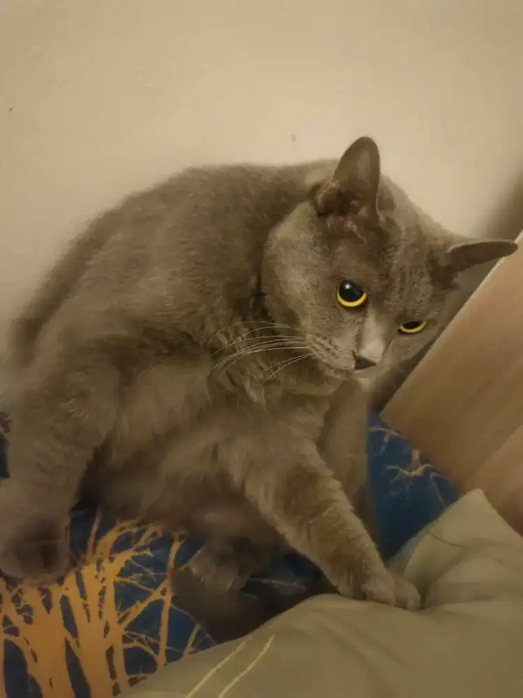 British Short Hair Betina Indukan