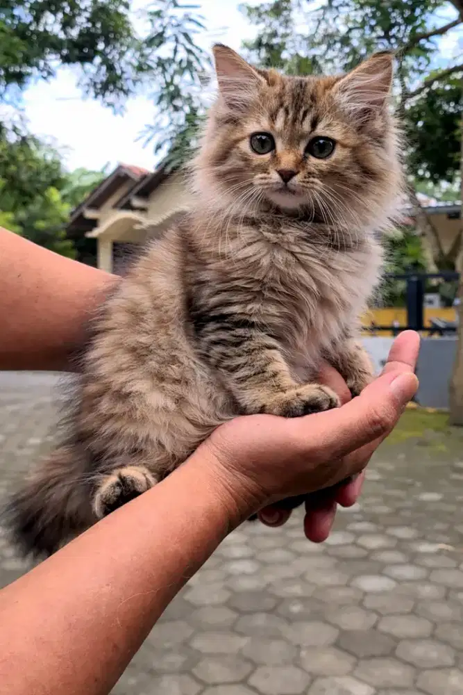 Anak Kucing Kitten Persia Golden Tabby