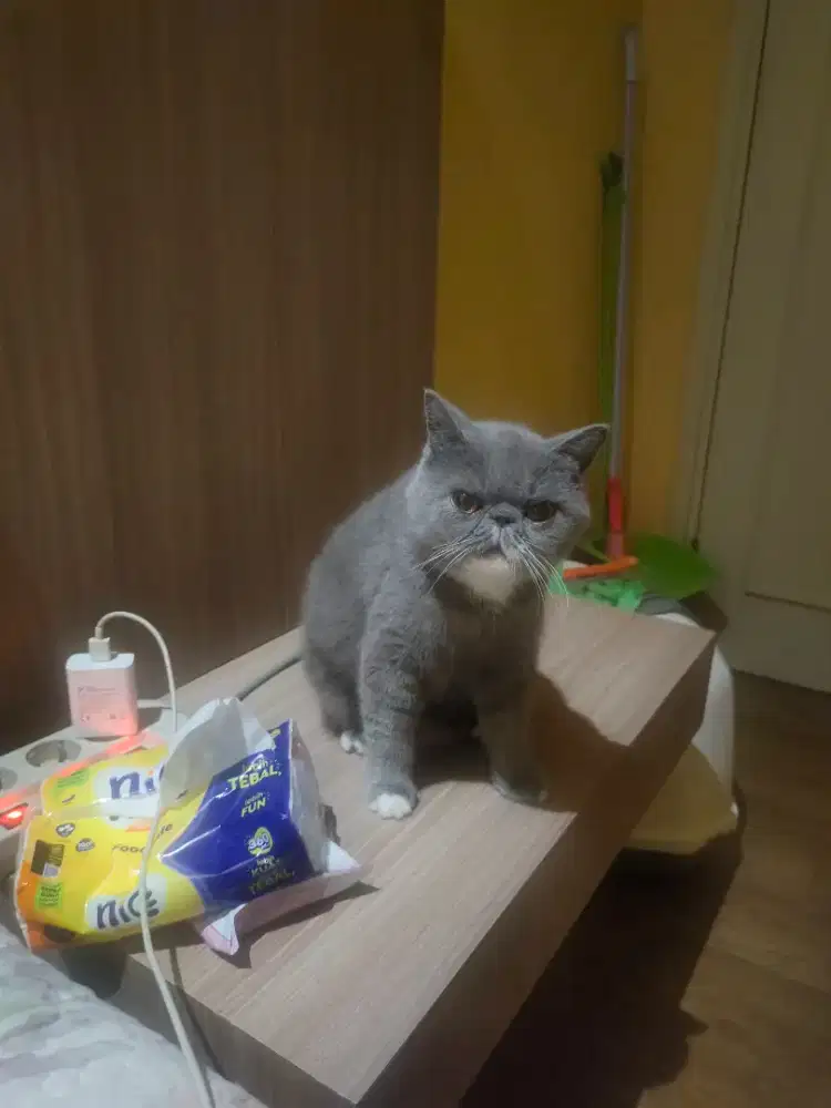 Exotic Short Hair Peaknose Betina