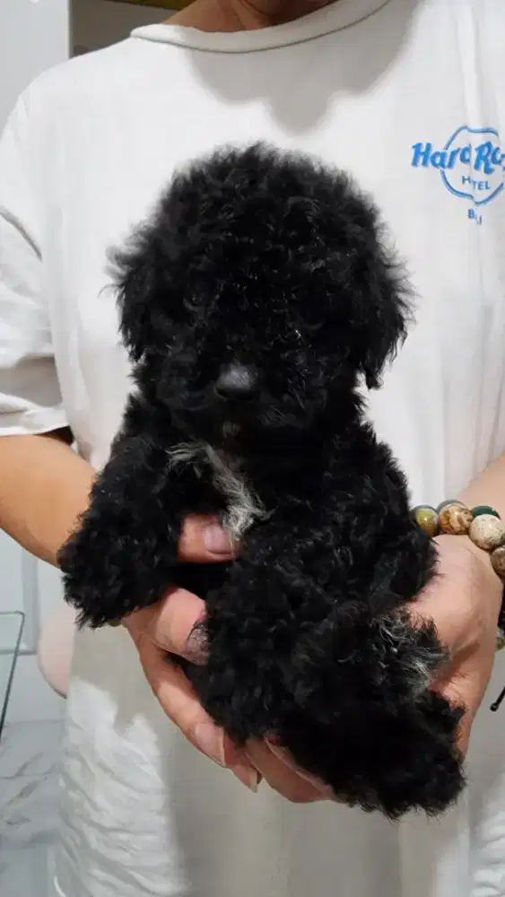 Anakan poodle semi hibah