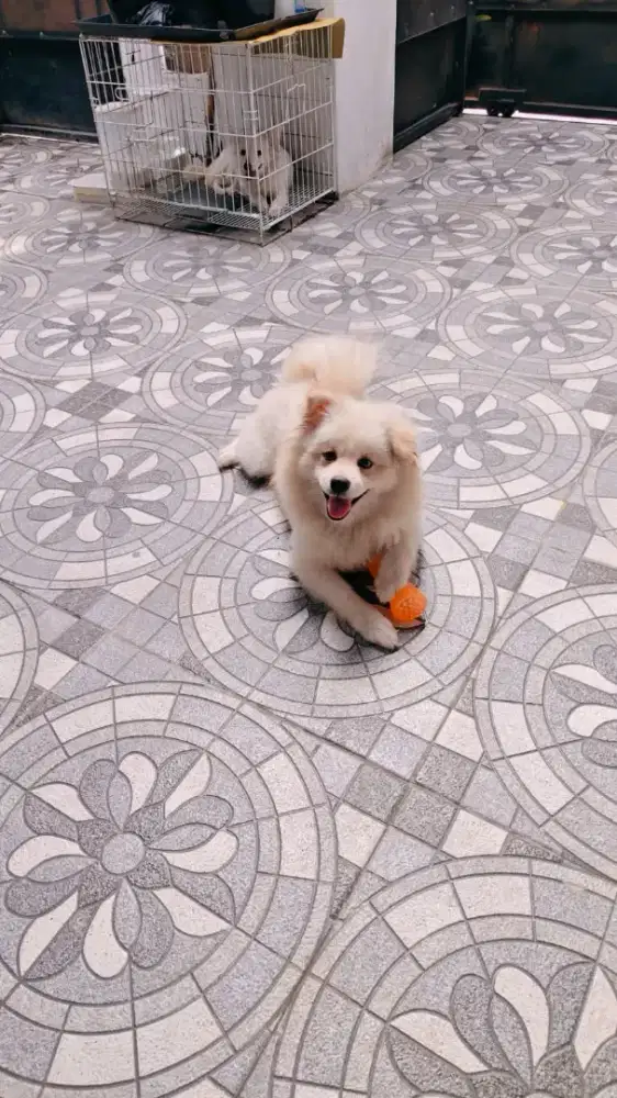 Jual Anjing Pom Size Medium