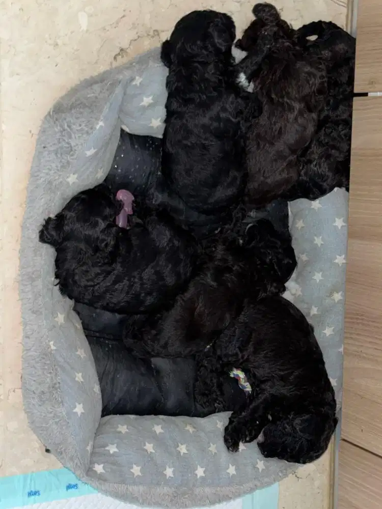 Dijual toy poodle puppies