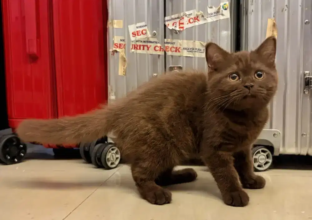 British Short Hair, Scottish Fold, Munchkin