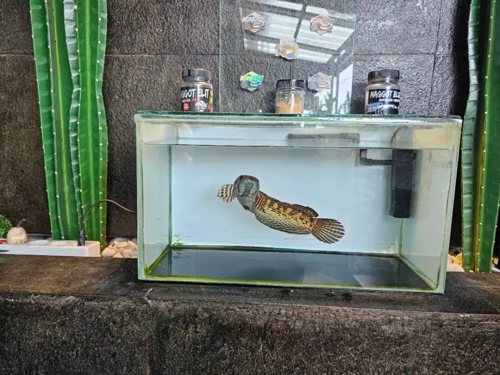 Channa auranti 20cm up