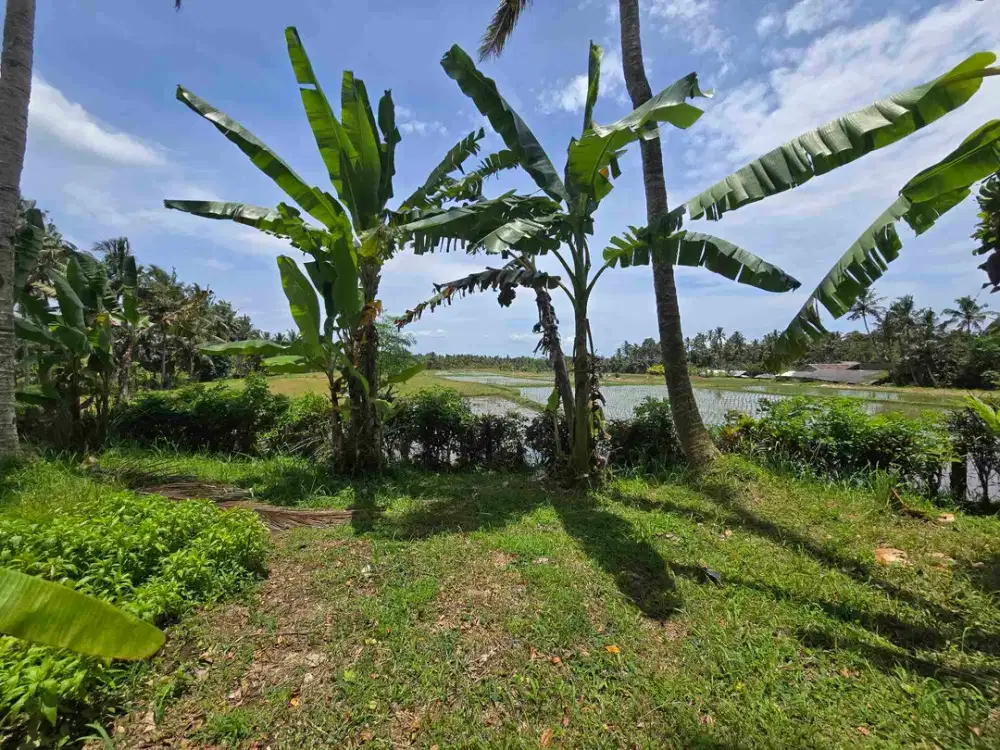 Dijual tanah view sawah zona kuning di kerambitan tabanan bali