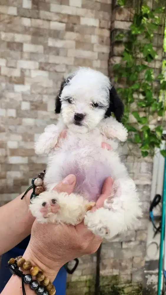 Anakan Poodle warna Langka