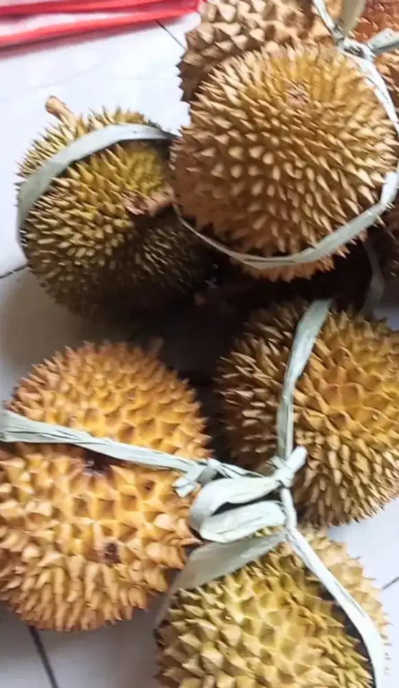 Durian manis enak