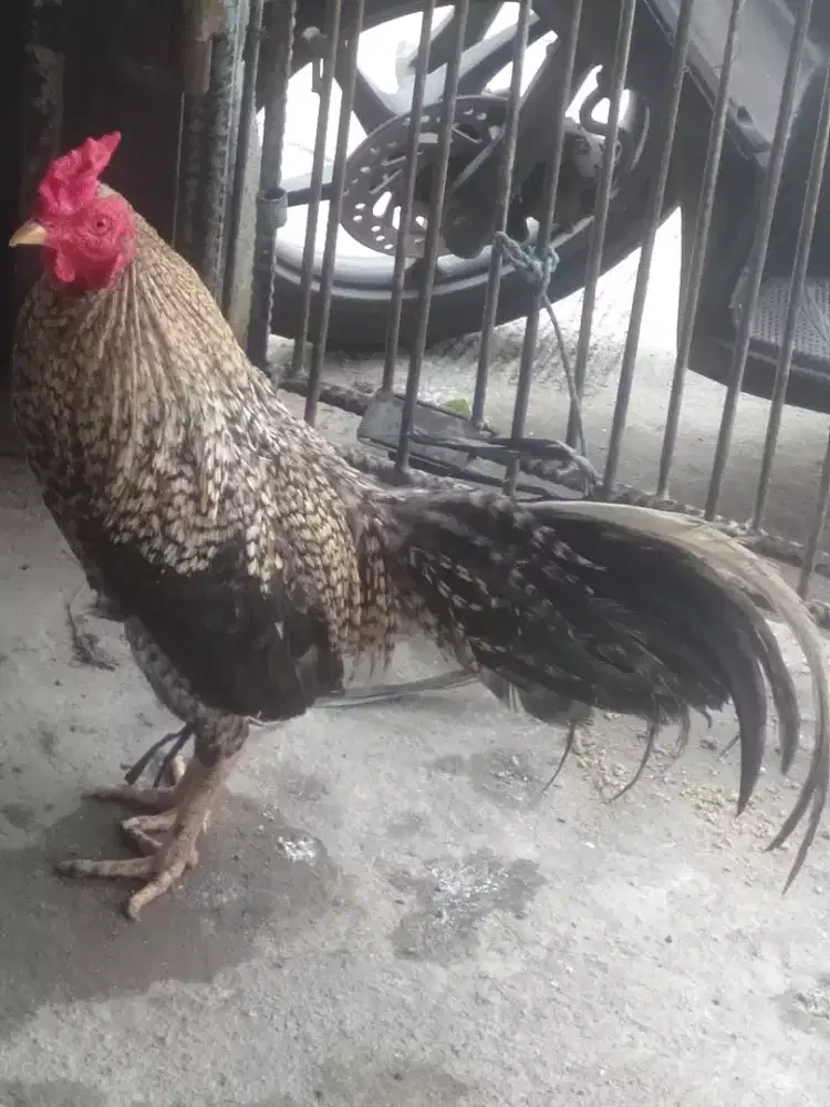 Jual jago kampung x bangkok