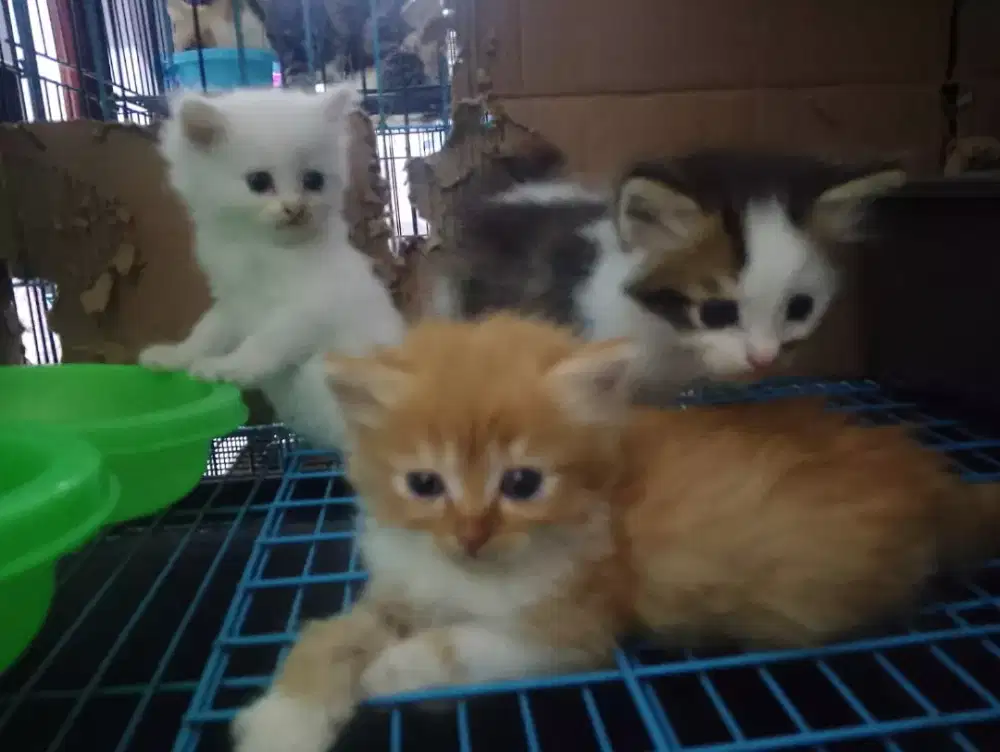 Jual kitten NS munchkin cebol