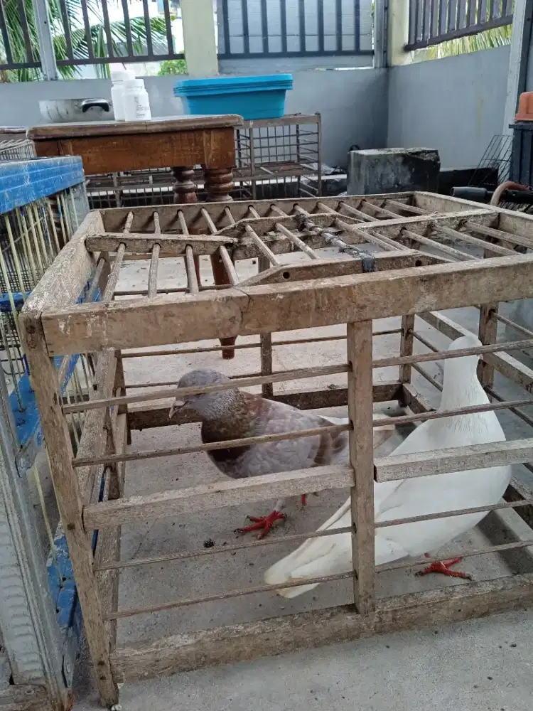 Burung dara 2 pasang