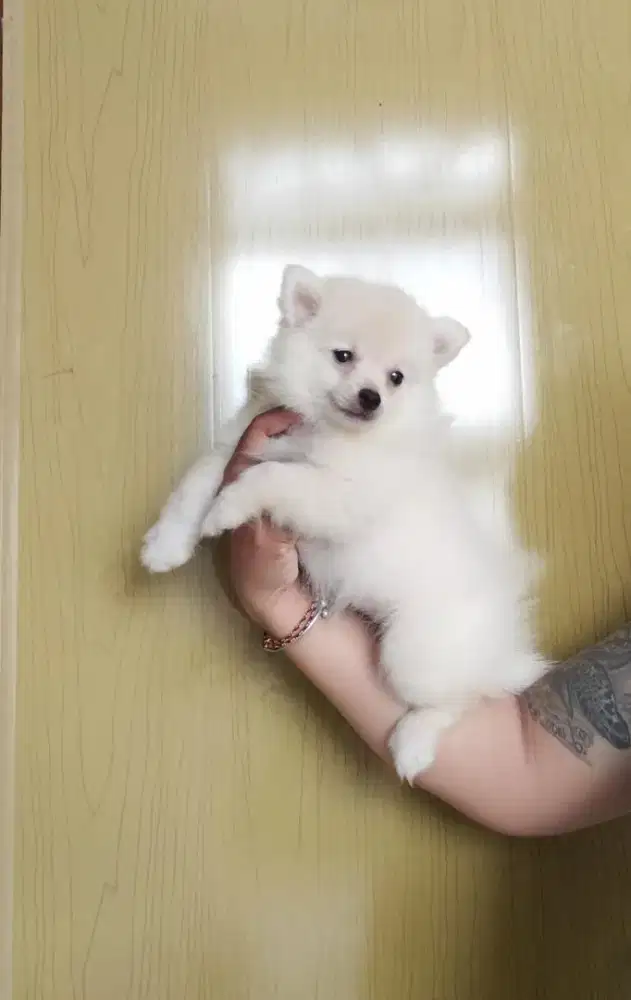 minipom betina pupies