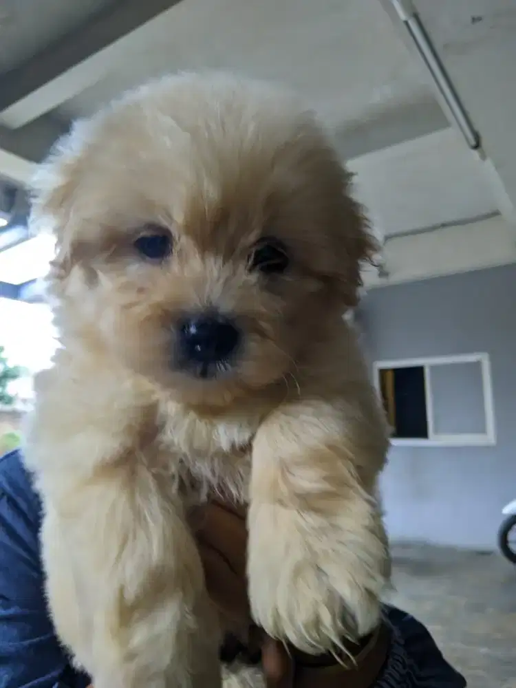 Jual murah maltipo 1 bulan