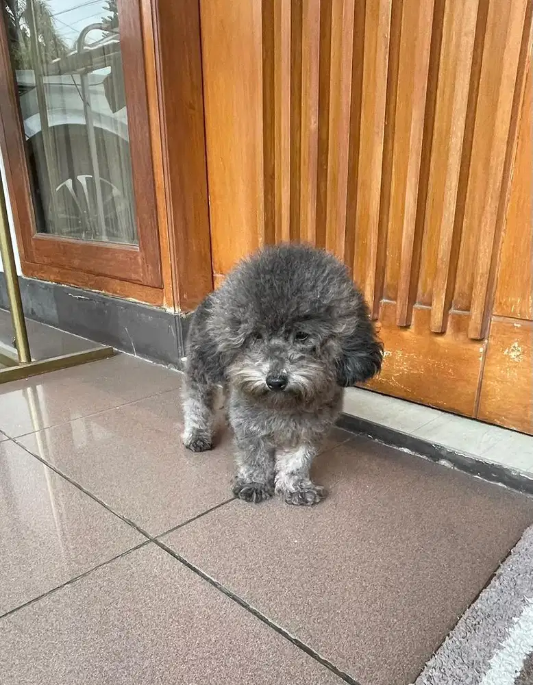 Poodle silver jantan